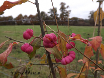fruitfusain