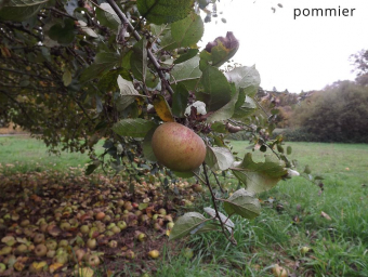 pommier